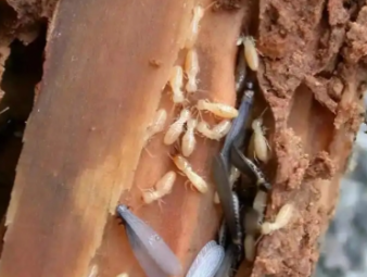 孙吴白蚁防治公司分享出租房防虫管理指南，助力房东稳定房源品质